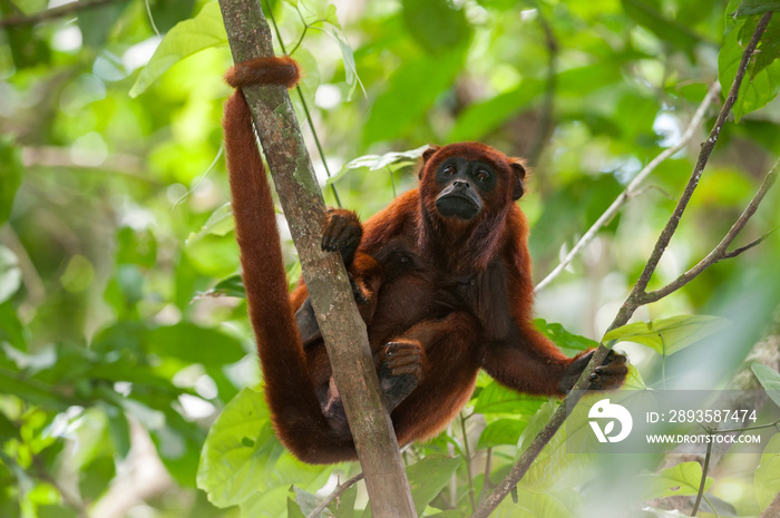 Red Howler Monkey (Alouatta seniculus) in Tambopata National Reserve, Peru
