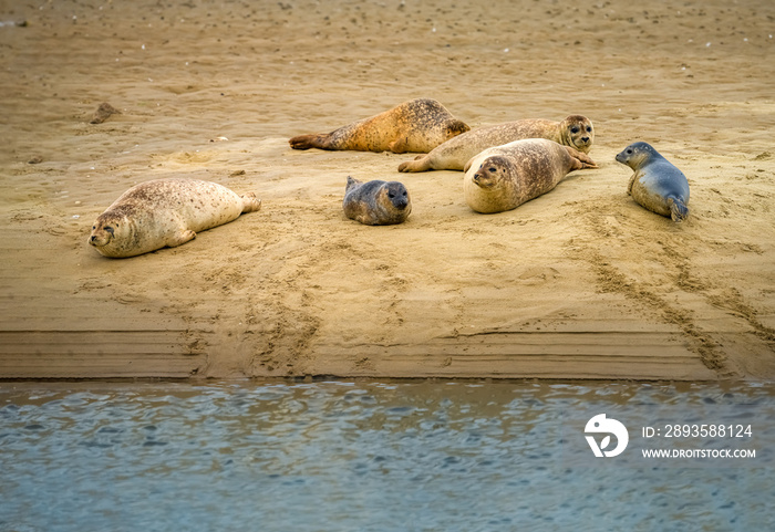 Wild harbor seal colonies on trhe sandbanks of Fanø, a Danish island in the North Sea off the off th