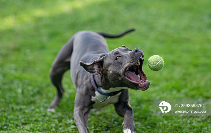 pitbull puppy has fun playing fetch with a tennis ball