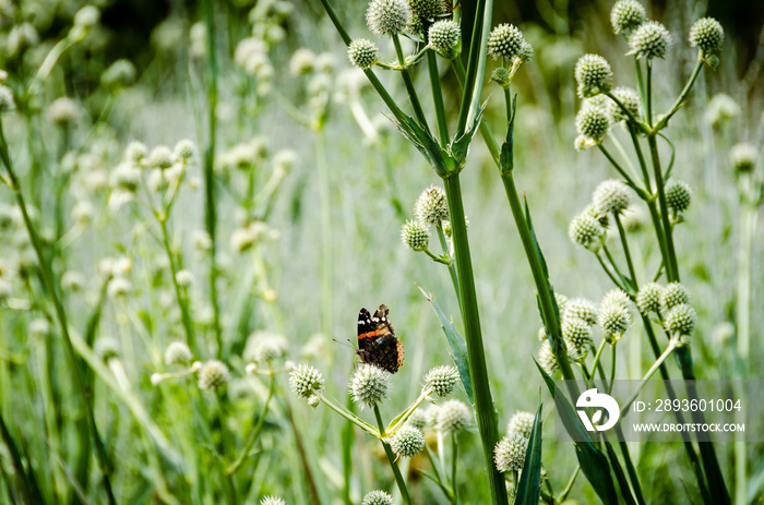 A butterfly gathering nectar from a field of rattlesnake master.