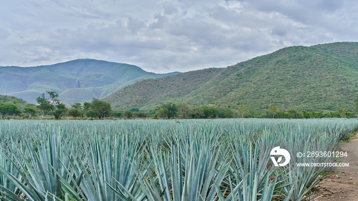 Plantación de agave azul en el campo para hacer tequila concepto industria tequilera