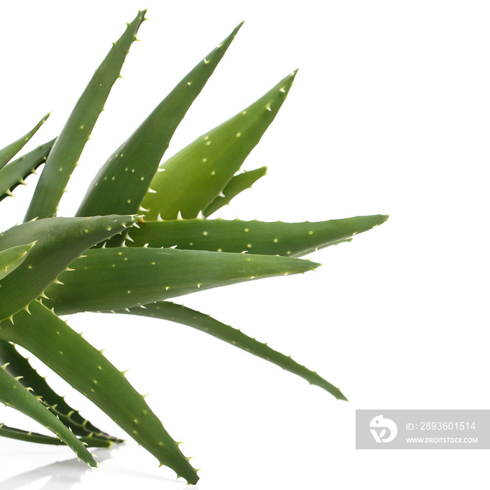 Aloevera on the table