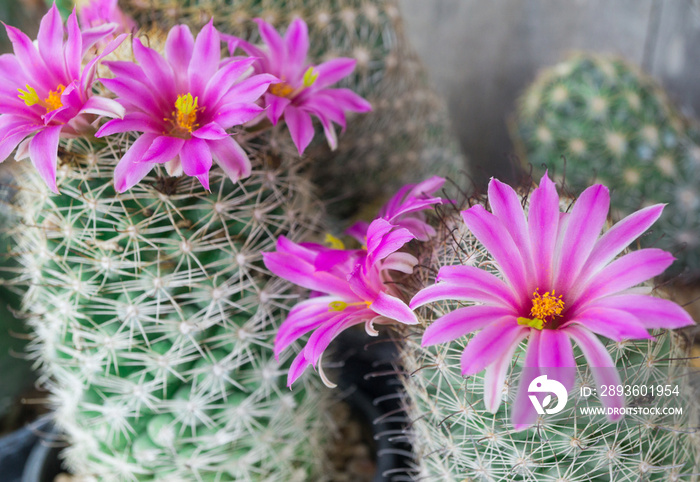 Pink cactus flower blooming in pot at cactus garden,Mammillaria scrippsiana,Eriocactus leninghausii