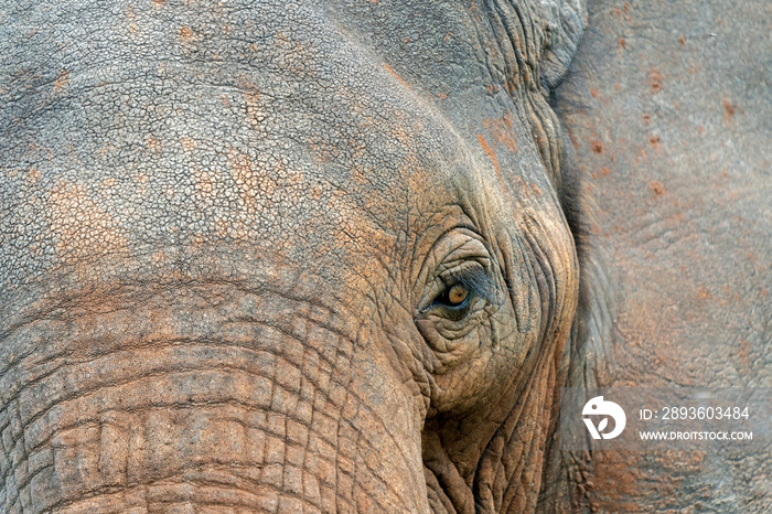 African Elephant in Tarangire National Park, Tanzania