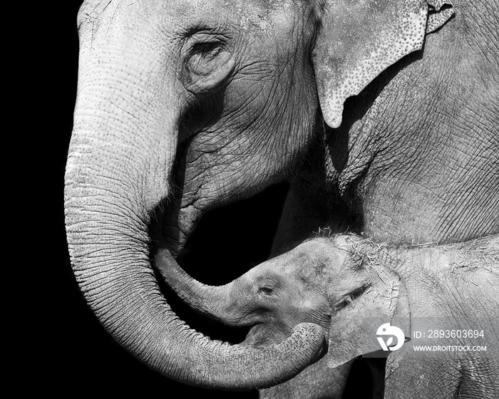 大象和她的孩子的黑白肖像