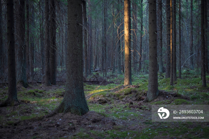 the trunk of the spruce is lit by the rays of the sun in a dark old coniferous forest