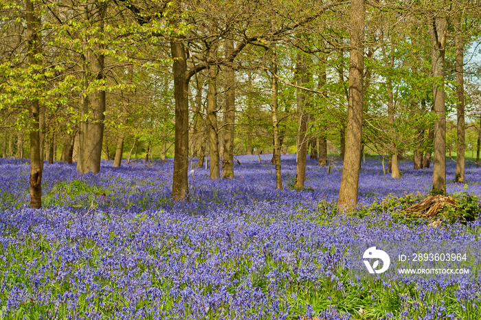 英国牛津郡泰晤士河畔亨利附近的罗斯菲尔德格雷斯法院Spinney的蓝铃森林