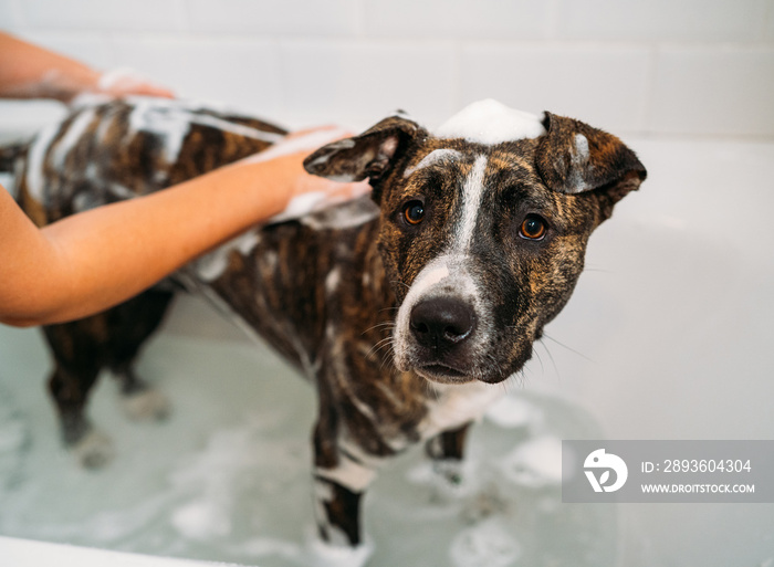 Bathing of an American Staffordshire Terrier or the Amstaff dog. Happiness dog taking a bubble bath.