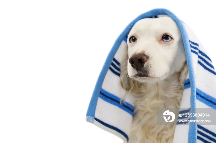 CUTE DOG BATHING. MIXED-BREED PUPPY WRAPPED WITH A BLUE COLORED TOWEL.  ISOLATED STUDIO SHOT AGAINST