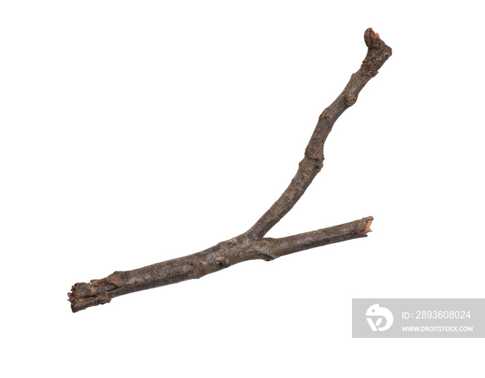 Single dry tree branch, isolated on white background. Stick tree branch from nature for design.