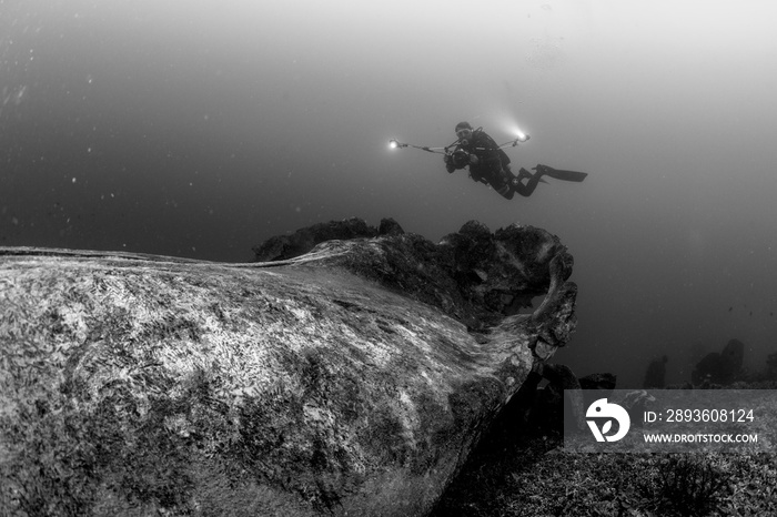Scuba diver over the bones of a sperm whale in Indonesia in shallow depth in black and white