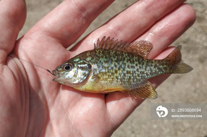 Small sunfish / pumpkinseed fish (Lepomis gibbosus) with fishing hook in mouth, held in hand by fish