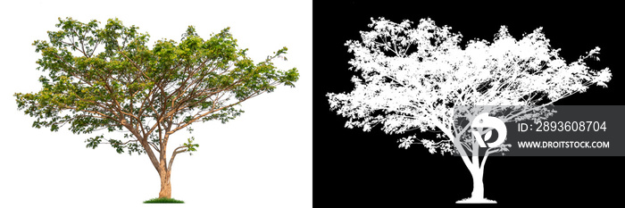 白色背景上带有剪切路径和alpha通道的孤立单株树。大树大图像