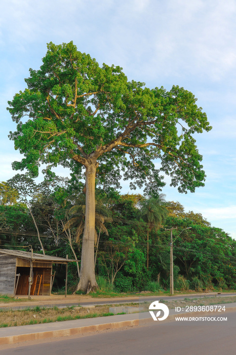Large tree (Ceiba pentandra) on the banks of an avenue in a city located in the Brazilian Amazon reg