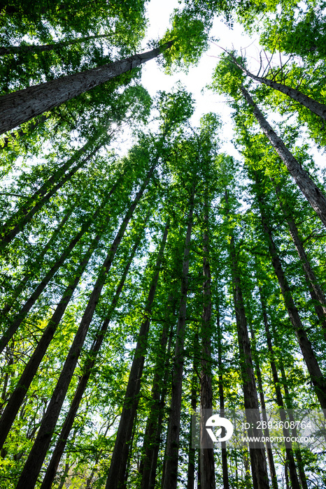 Low angle shot of forest trees