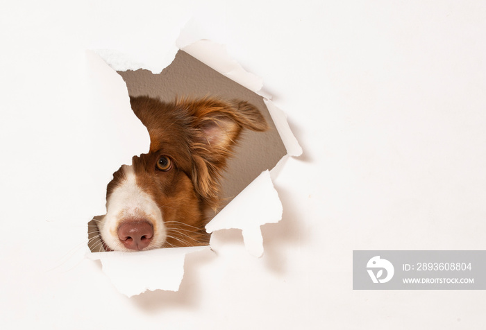 澳大利亚牧羊犬在纸洞里被拍到