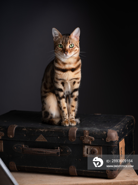Bengal Cat Portrait