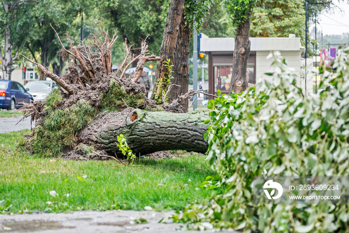 风暴造成的破坏。风暴后倒下的树。龙卷风造成的破坏导致一棵成熟的大树折断
