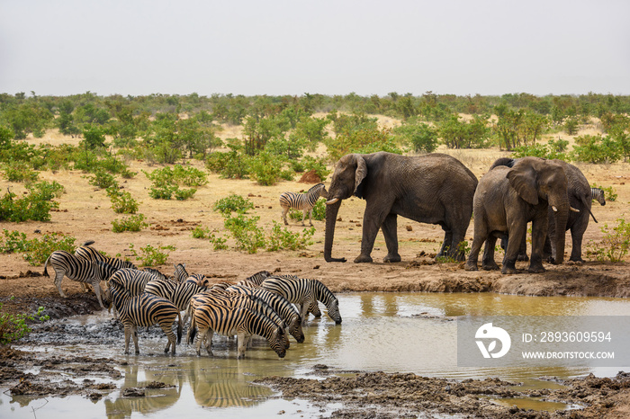 African Bush Elephant - Loxodonta africana, iconic member of African big five, Safari in Etosha, Nam