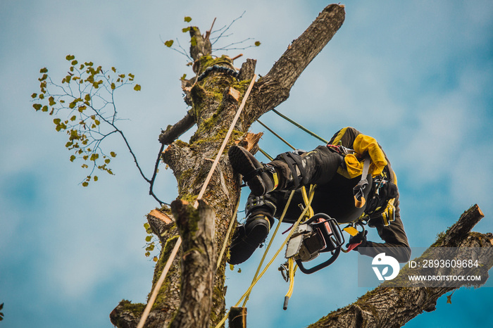 Arborist or lumberjack climbing up on a large tree using different safety and climbing tools. Arbori