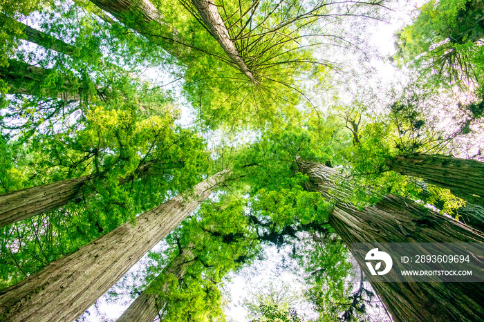 Looking up at Giant Redwood Trees in Jedediah Smith Redwoods State Park- Northern California, USA