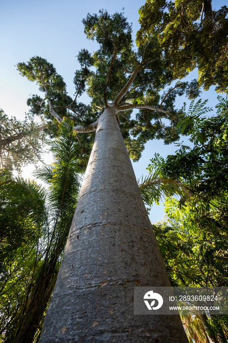 Looking up at the branches of a dammar pine tree, also known as the amboyna pine, agathis dammara, w