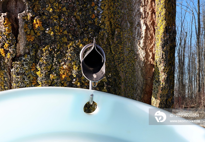 Close-up of metal maple syrup tapping spile in tree with sap dripping into plastic pail with bush in