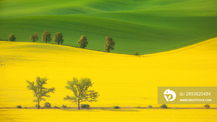 landscape with trees among yellow rapeseed flowers