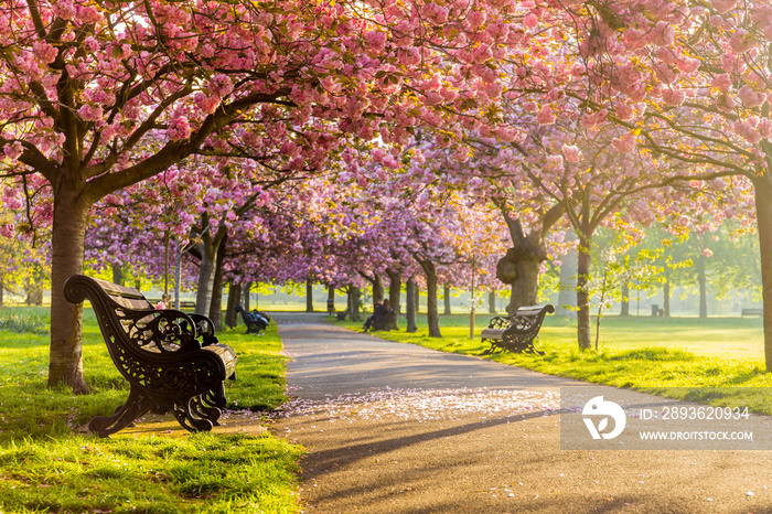 绿草如茵、樱花盛开或樱花盛开的小路上的长椅。