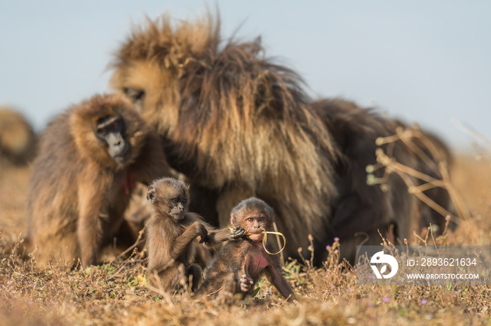 盖拉达狒狒-盖拉达古猿，来自埃塞俄比亚西米恩山脉的美丽地面灵长类动物。