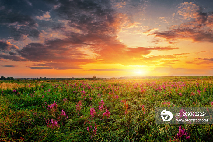 Summer field full of grass and flowers, sun set sky above. Beautiful sunset landscape.