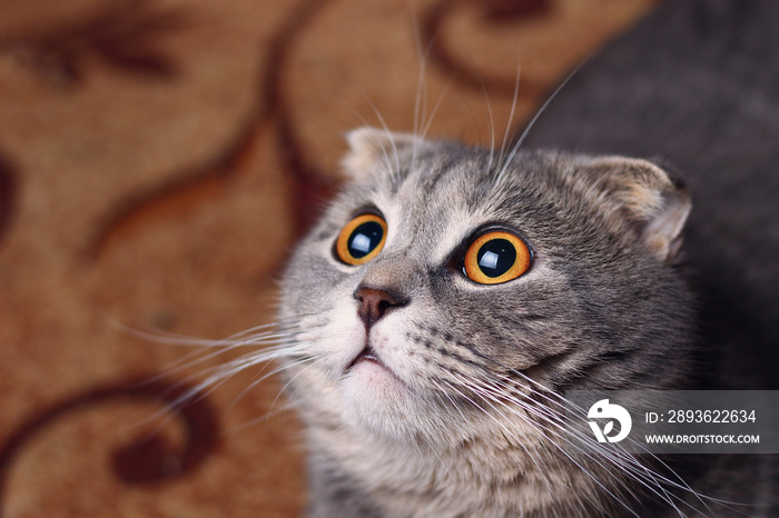 A beautiful cat of a fashionable breed Scottish fold asks to eat