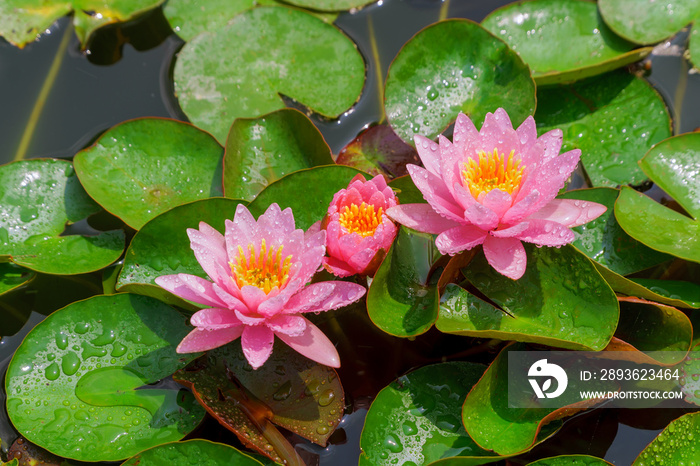 Pink beautiful lotus flower in the a colorful water lily.