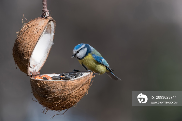 欧亚蓝山雀（蓝山雀或蓝山雀）从喂鸟器中取出坚果