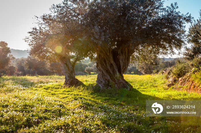 old olive trees grove in bright morning  sunlight