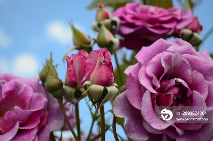 amazingly beautiful roses on the island of Nessebar Bulgaria