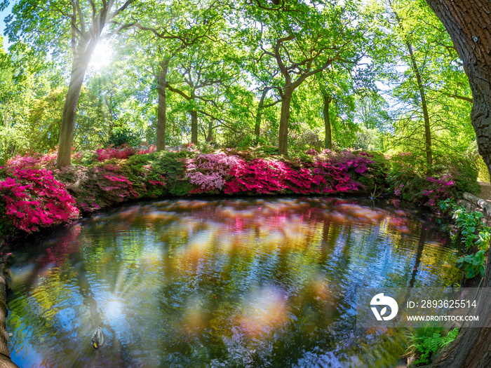 Beautiful garden of Richmond on Isabella plantation area in summertime with fresh flowers reflected 
