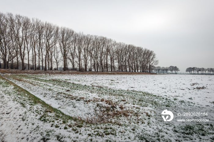 Rows of bare trees in a wintry polder landscape