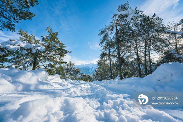 Winter walking path through snow along evergreen trees in Austrian Alps at Mieming, Tyrol, Austria