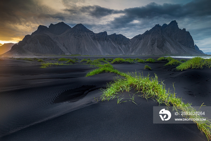 Beautiful Grass Tussocks On The Black Beach Of Stokksnes In the Shadow Of Vestrahorn Mountain In Ice