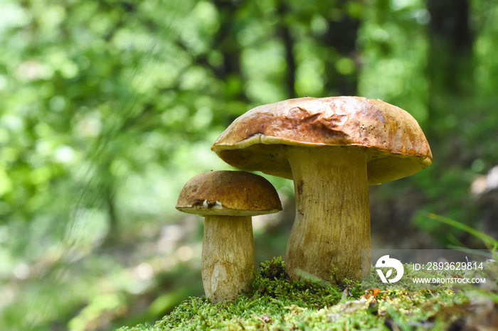 Boletus edulis, edible mushroom in forest. Porcini mushroom healthy and delicates food