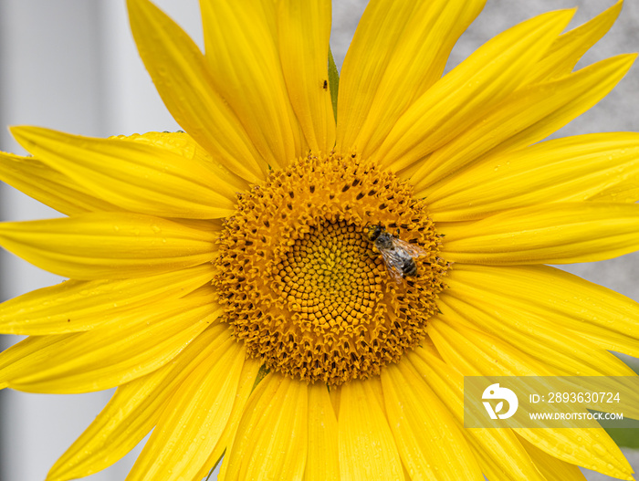 Helianthus annuus flower, the common sunflower, is a large annual forb of the genus Helianthus grown