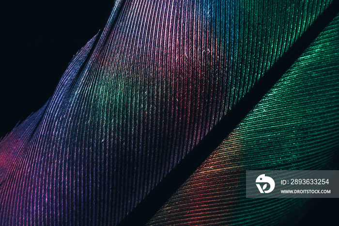 Close up Bird feather neon colored light. Beautiful background pattern texture for design. Macro pho