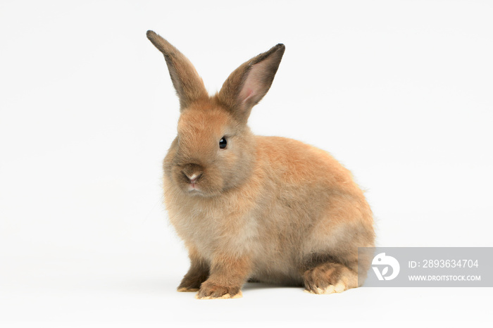 Happy cute brown fluffy bunny rabbit on white background, cute pate animal