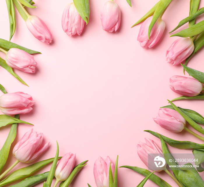 Beautiful tulips on pink background, top view and space for text