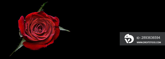 drops on roses. Abstract flower with pink rose on black background - Valentines, Mothers day, annive