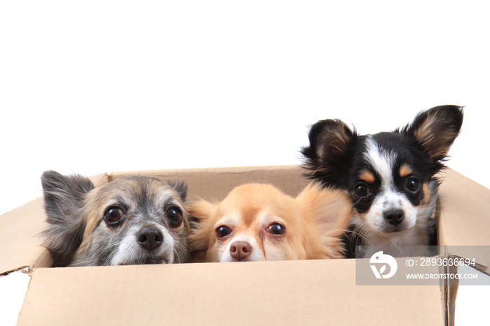 three chihuahua in the paper box