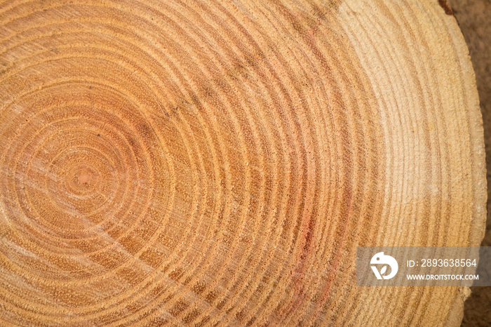 砍伐树干的木质纹理特写