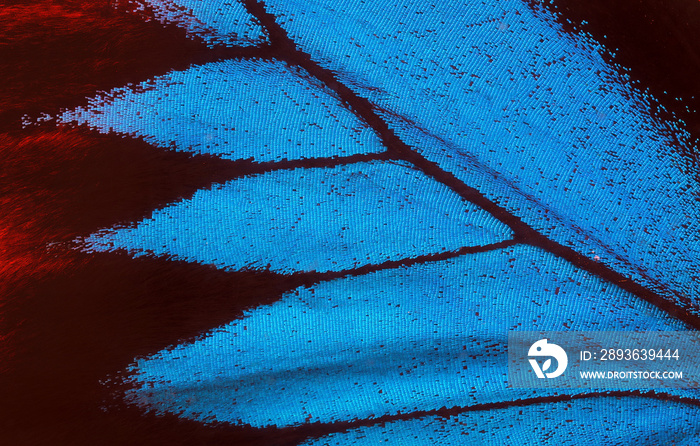 Wing of a butterfly Ulysses. Wing of a butterfly texture background. Close up