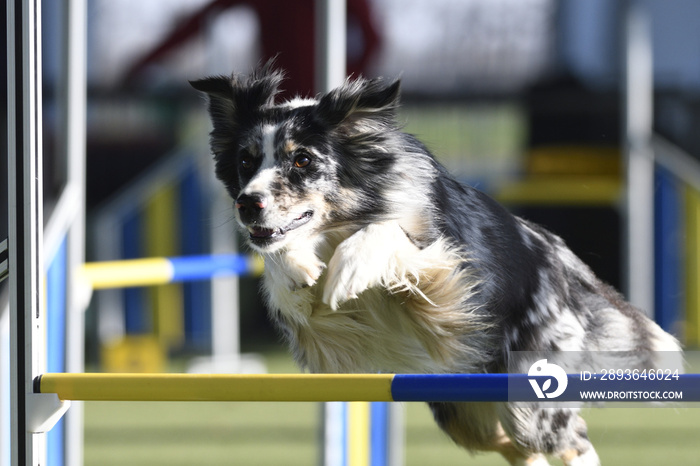 discipline agility dog ​​competition